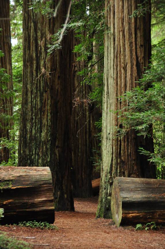 Trilha no Redwood National Park, no norte da Califórnia, nos Estados Unidos